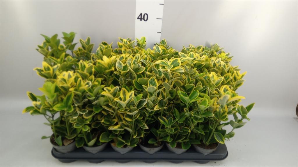 Горшечные цветы и растения оптом Euonymus Japon. aureus от 24шт (для телеги) из Голландии с доставкой по России