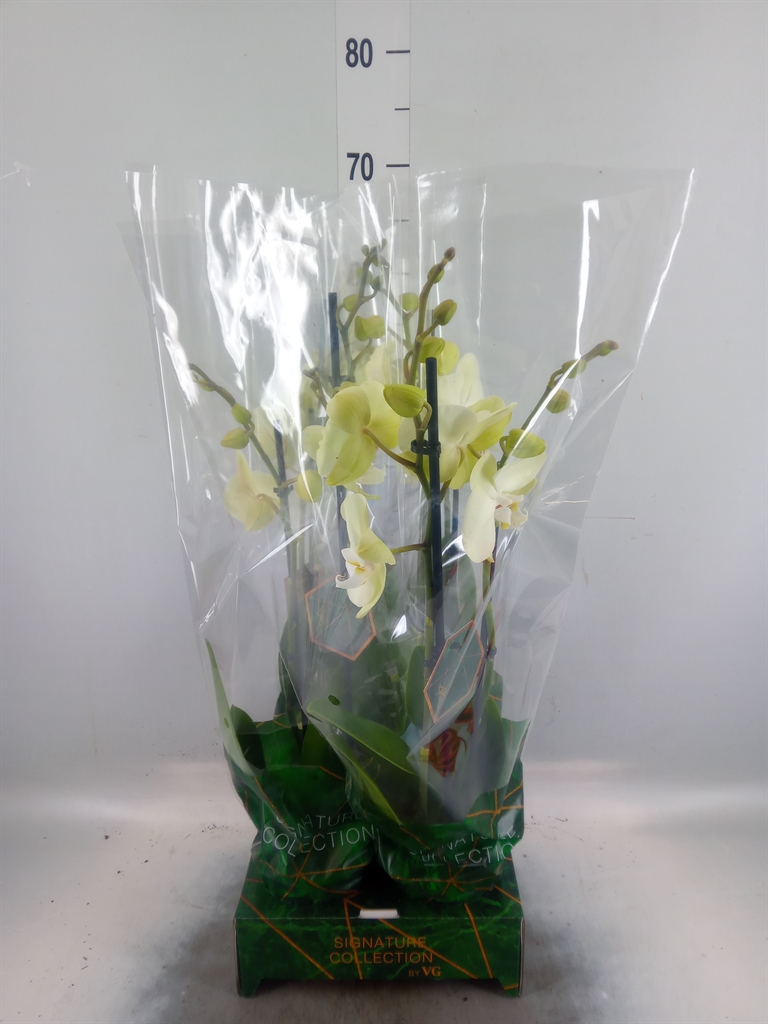 Горшечные цветы и растения оптом Phalaenopsis   ...yellow от 4шт из Голландии с доставкой по России