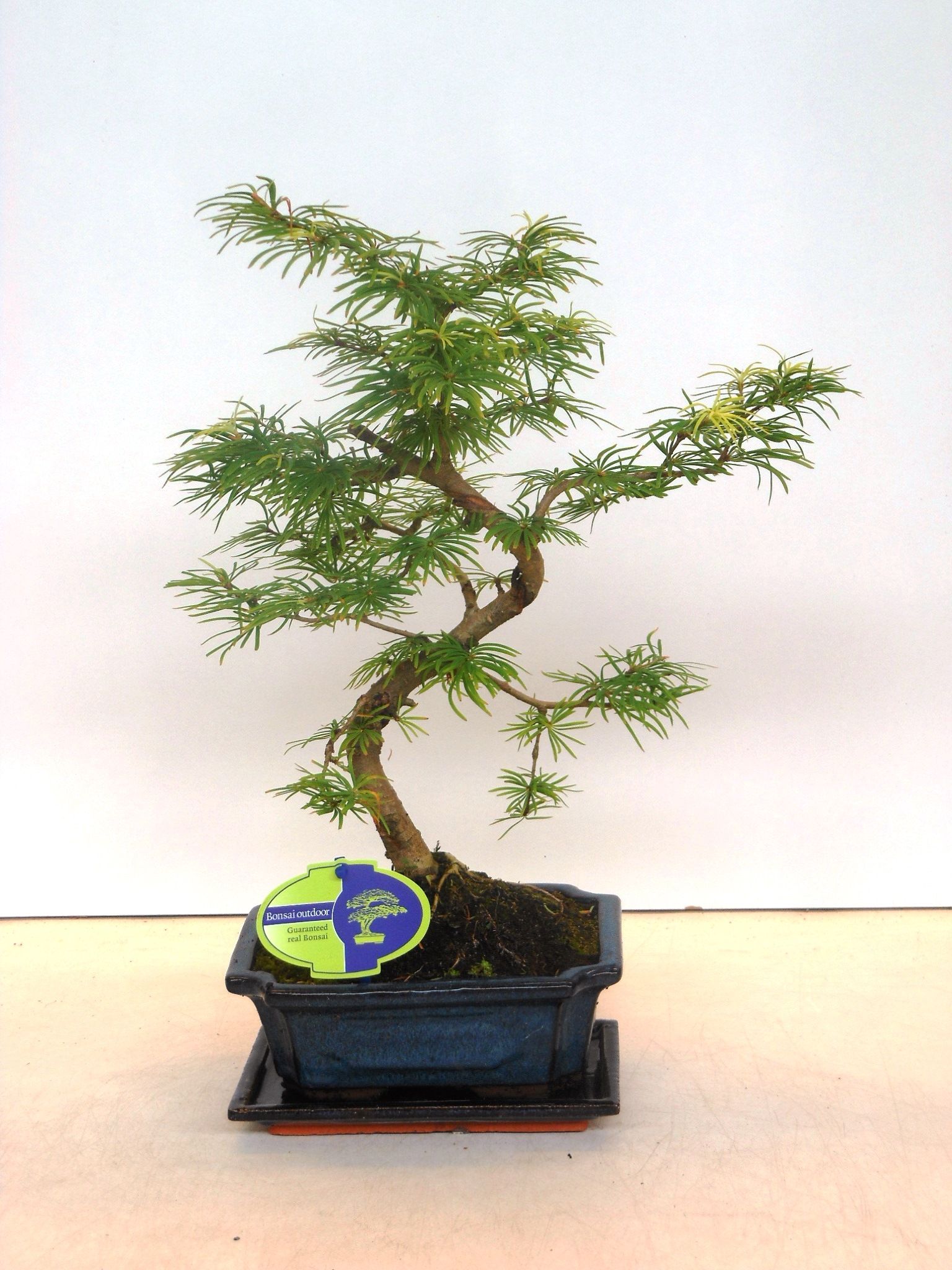 Горшечные цветы и растения оптом Bonsai Ipseudolarix Amabilis Without от 5шт из Голландии с доставкой по России