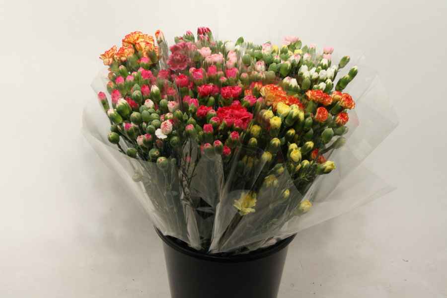 Срезанные цветы оптом Bq mono dianthus sp mix x10 от 12шт из Голландии с доставкой по России
