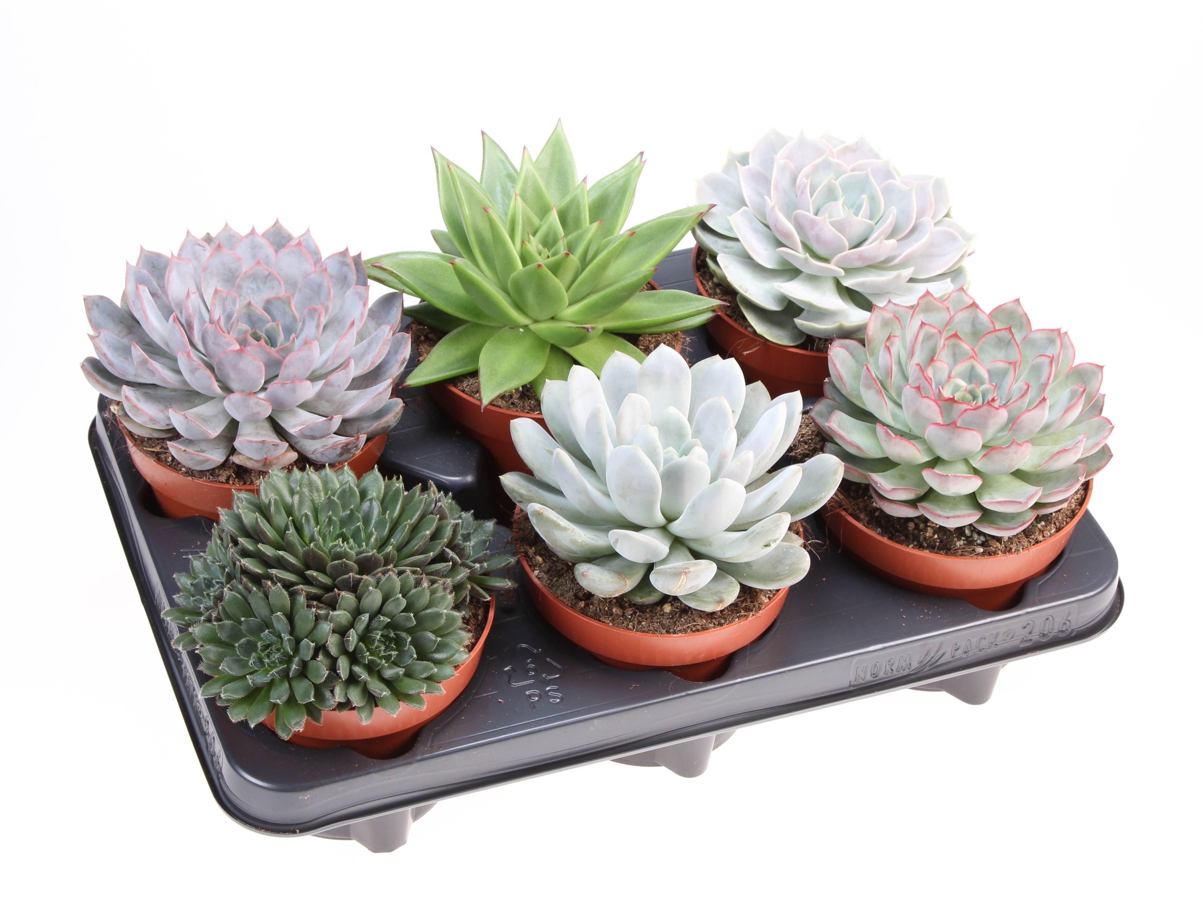 Горшечные цветы и растения оптом Echeveria Mix A от 6шт из Голландии с доставкой по России