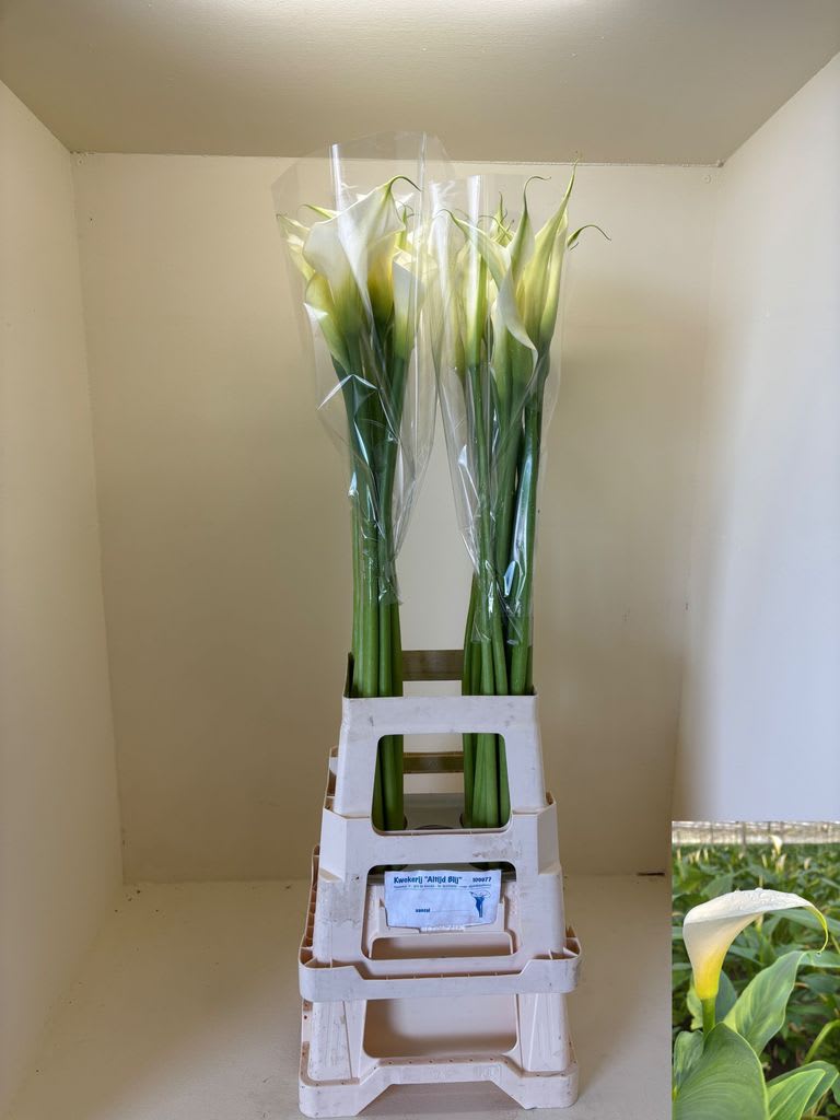 Срезанные цветы оптом Zantedeschia ae innocence от 40шт из Голландии с доставкой по России