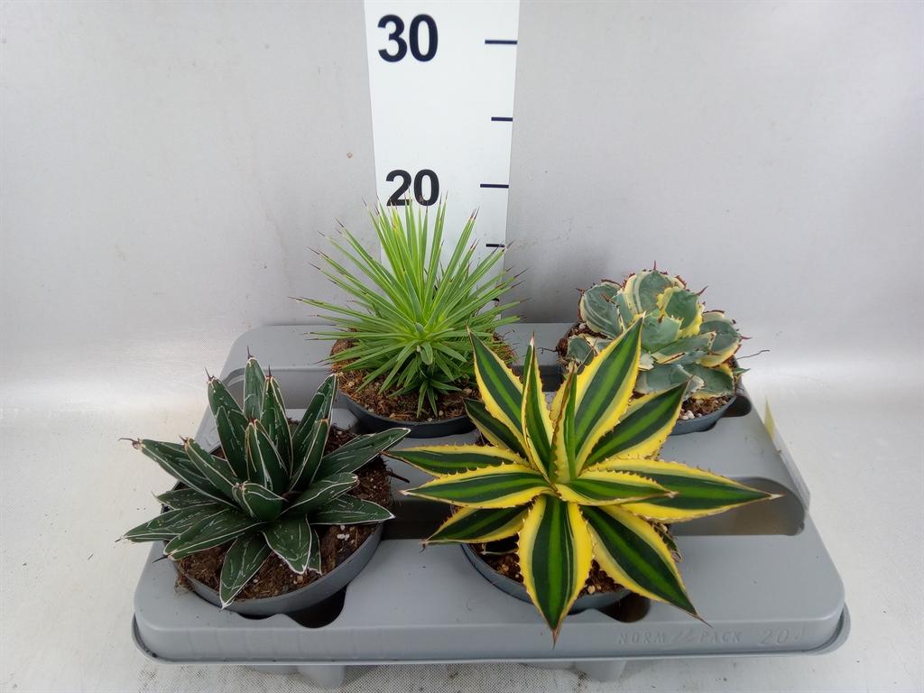 Горшечные цветы и растения оптом Agave ... от 4шт из Голландии с доставкой по России