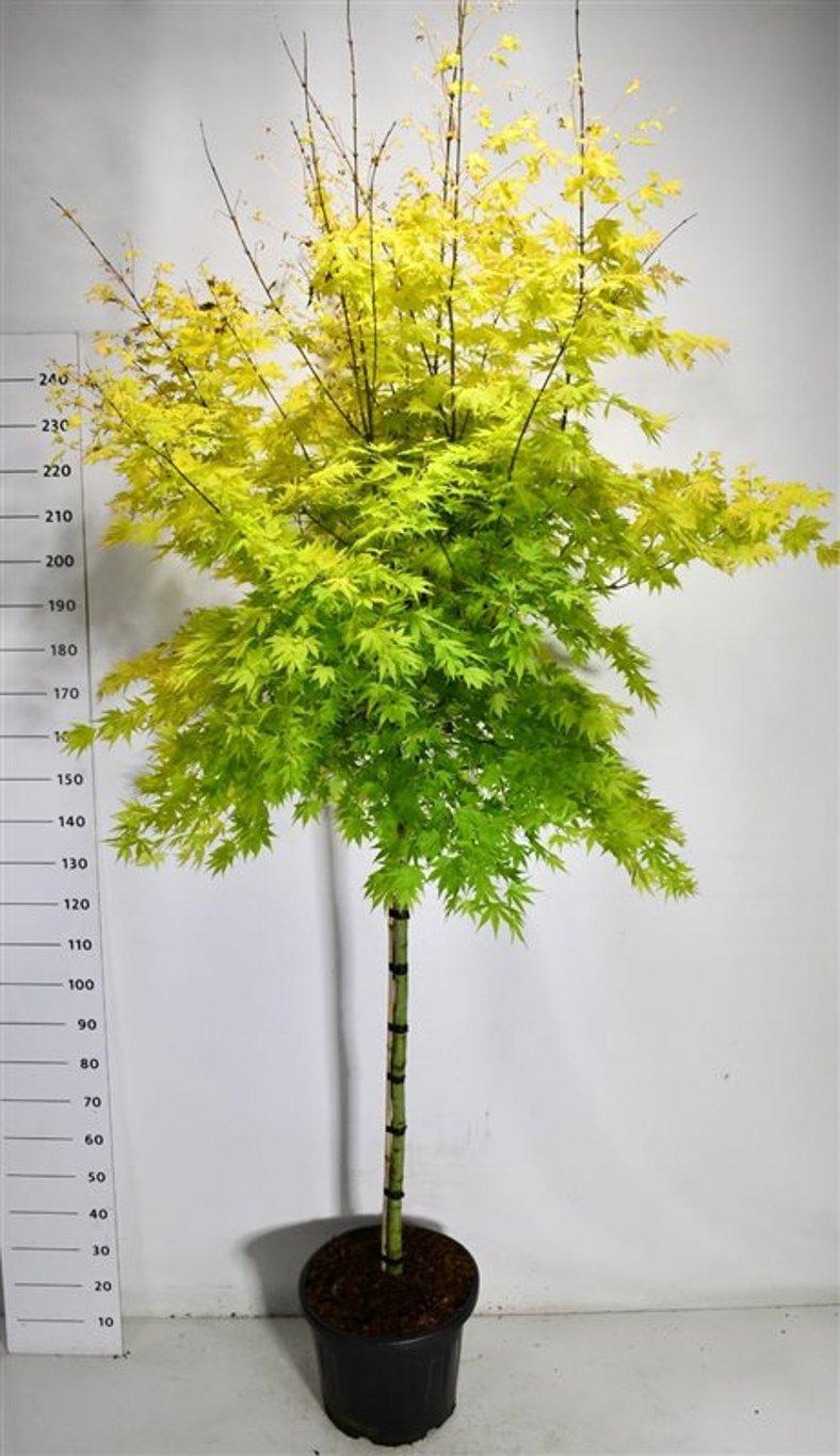 Горшечные цветы и растения оптом Acer Pal. orange Dream от 1шт из Голландии с доставкой по России