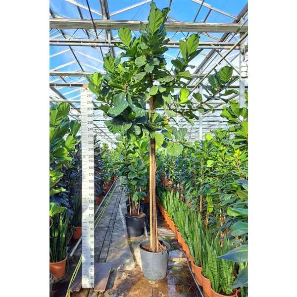 Горшечные цветы и растения оптом Ficus Lyrata Multistam от 1шт из Голландии с доставкой по России