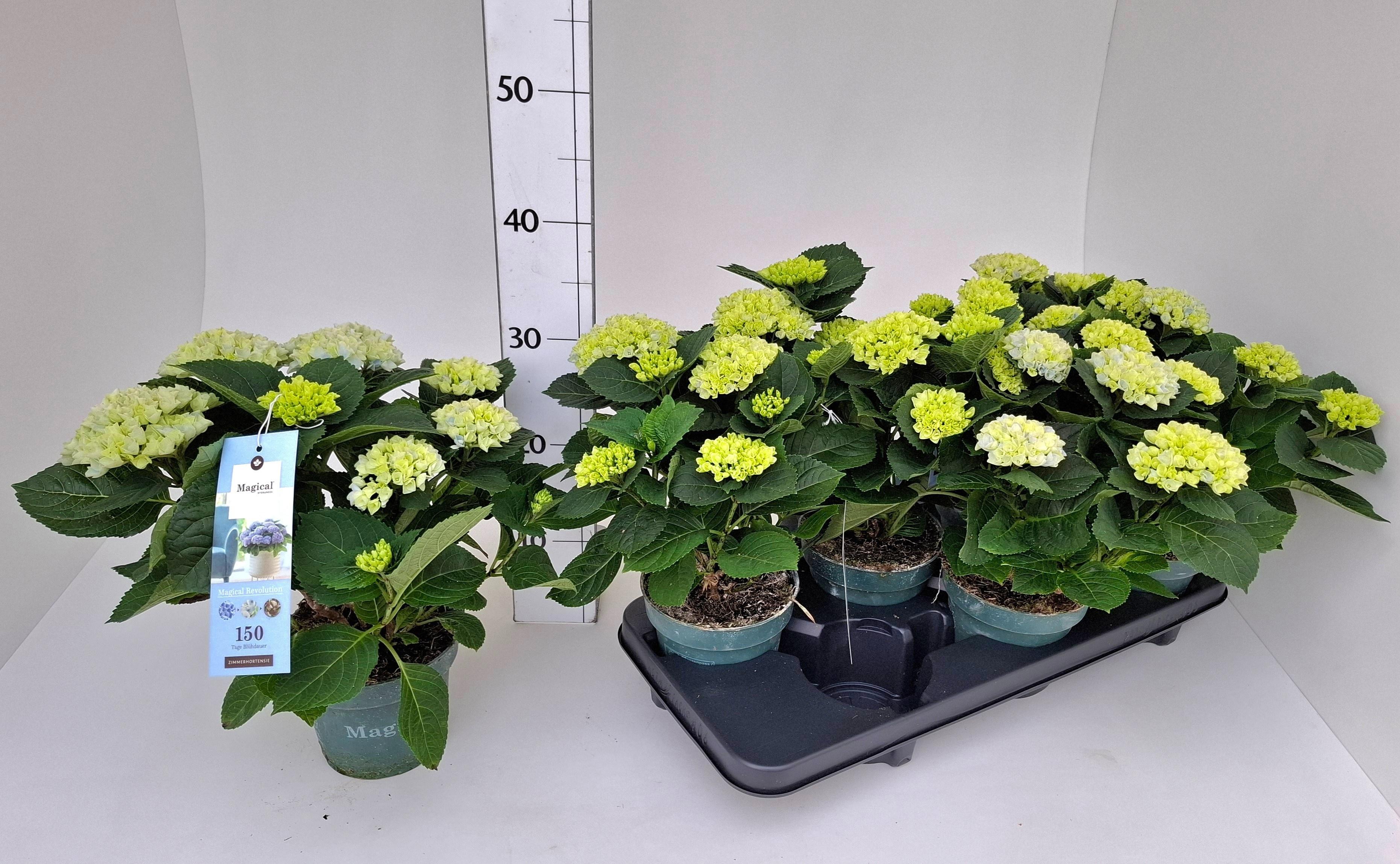 Горшечные цветы и растения оптом Hydr M Mag Revolutio от 6шт из Голландии с доставкой по России