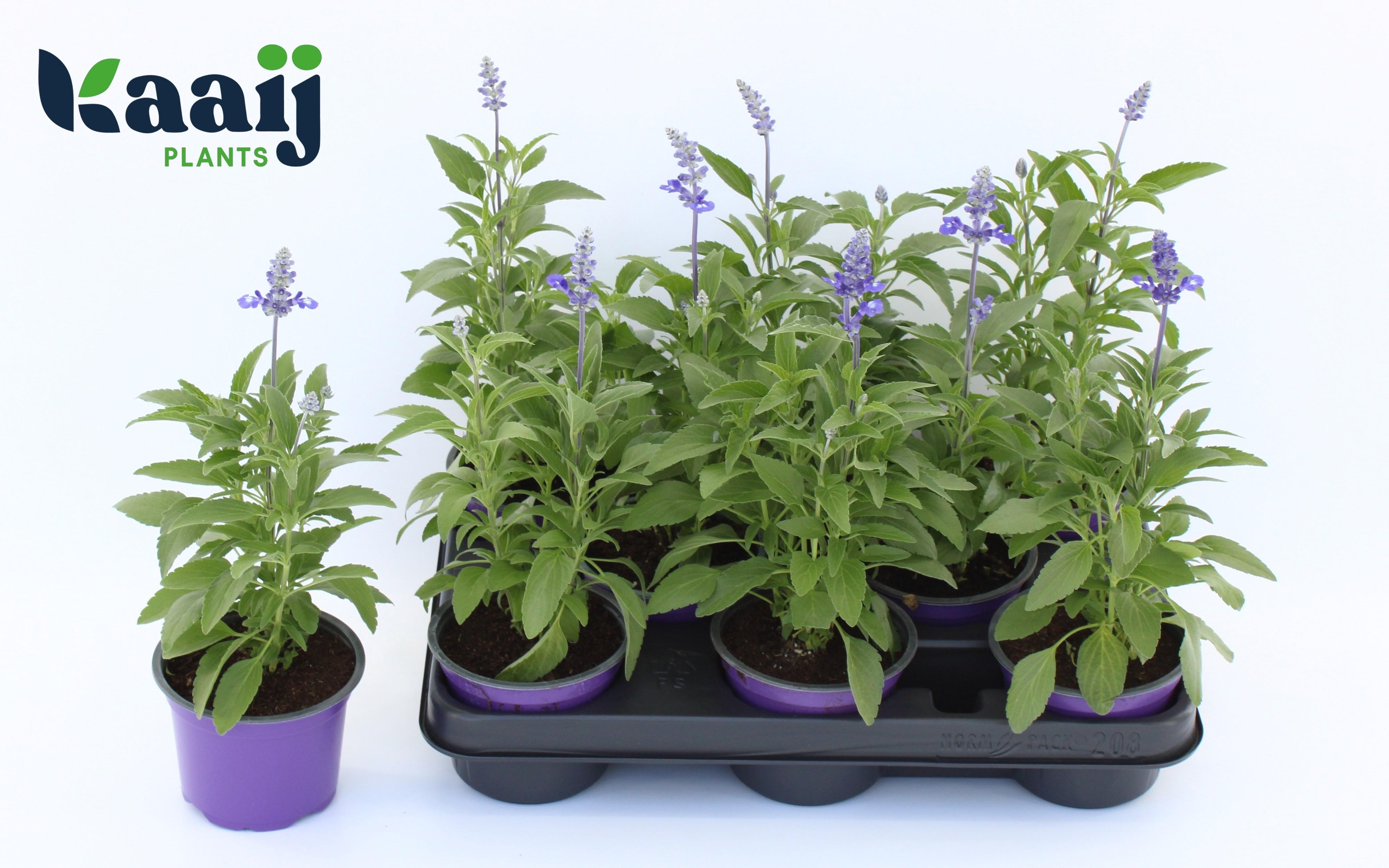 Горшечные цветы и растения оптом Salvia Ov от 8шт из Голландии с доставкой по России