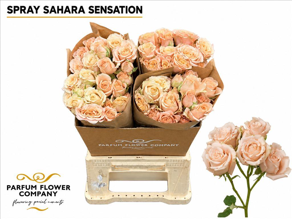 Срезанные цветы оптом Rosa spray garden sahara sensation от 24шт из Голландии с доставкой по России