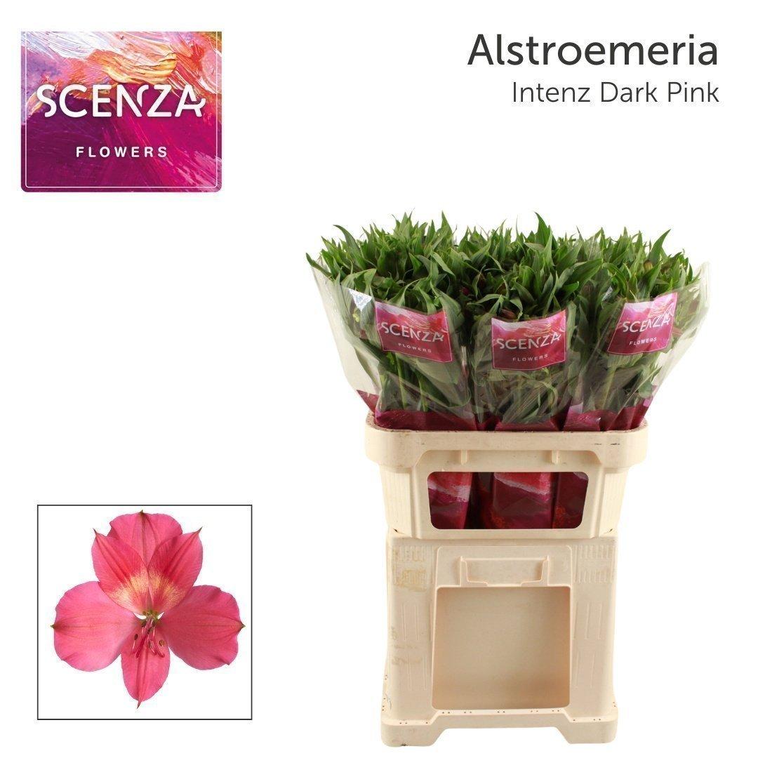 Срезанные цветы оптом Alstroemeria intenz dark pink от 60шт из Голландии с доставкой по России
