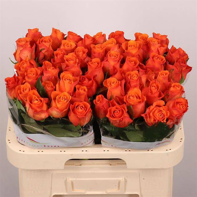 Срезанные цветы оптом Rosa large orange wave от 50шт из Голландии с доставкой по России