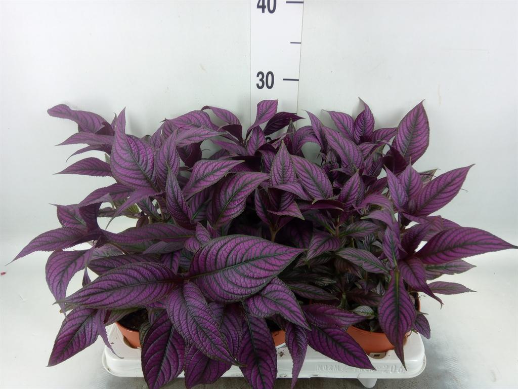 Горшечные цветы и растения оптом Strobilanthes от 6шт из Голландии с доставкой по России