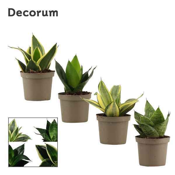 Горшечные цветы и растения оптом Sansevieria Fevourite Green (decorum) от 18шт из Голландии с доставкой по России