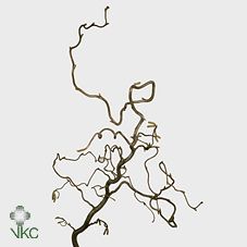 Срезанные цветы оптом Corylus contorta от 100шт из Голландии с доставкой по России