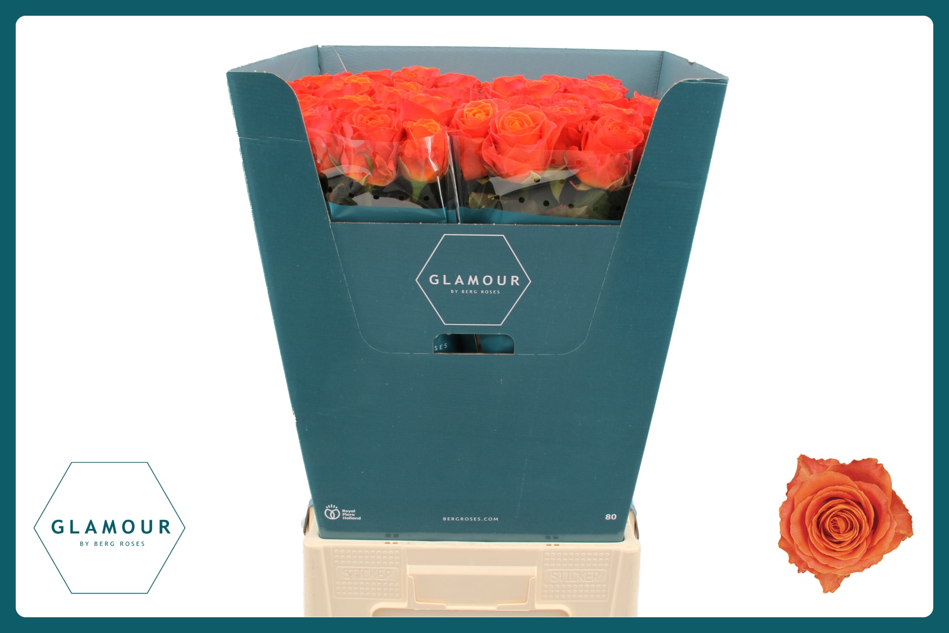 Срезанные цветы оптом Rosa large clarence от 40шт из Голландии с доставкой по России