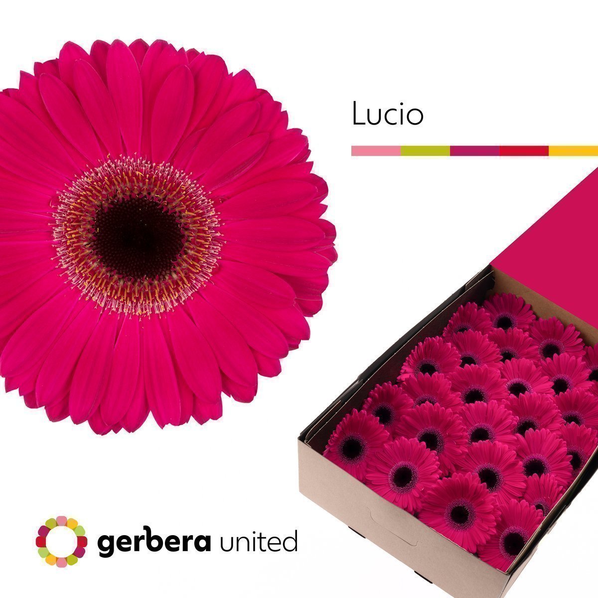 Срезанные цветы оптом Gerbera lucio от 25шт из Голландии с доставкой по России