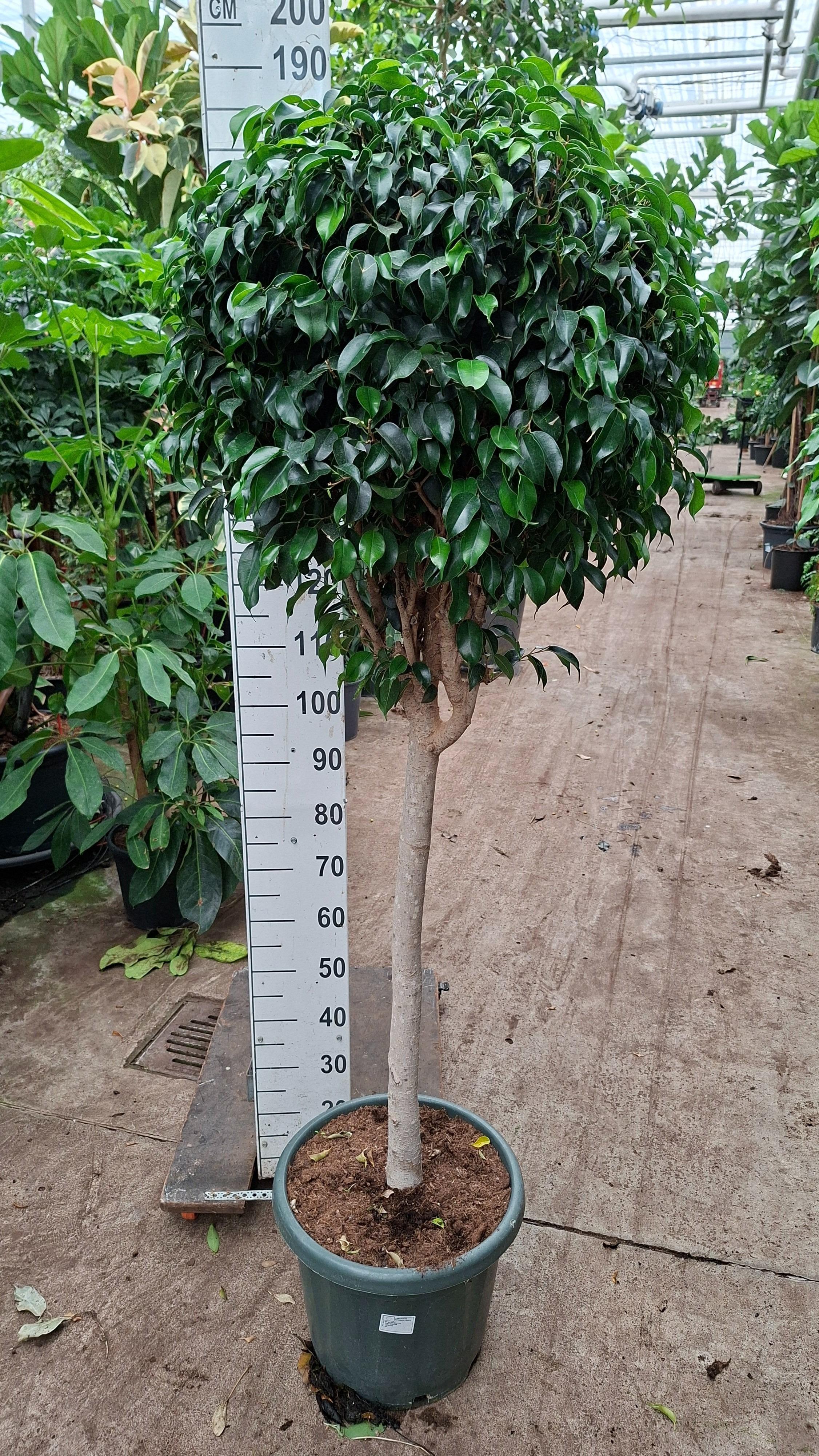Горшечные цветы и растения оптом Ficus Be Danielle Piramide от 1шт из Голландии с доставкой по России