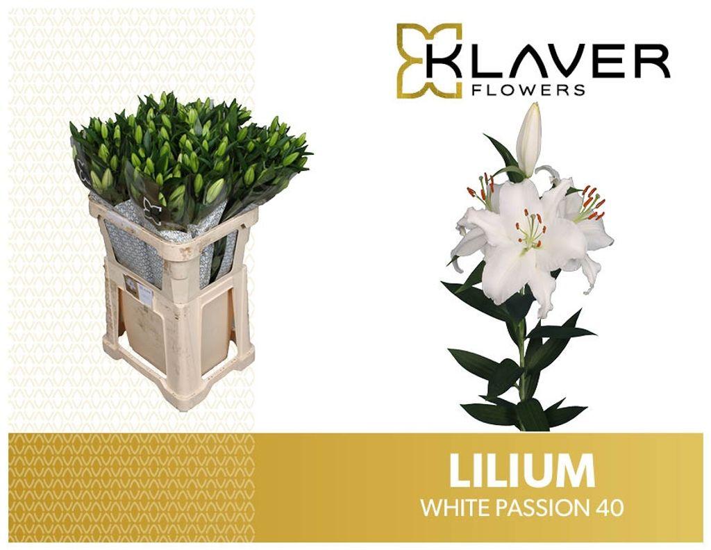 Срезанные цветы оптом Lilium or white passion от 40шт из Голландии с доставкой по России