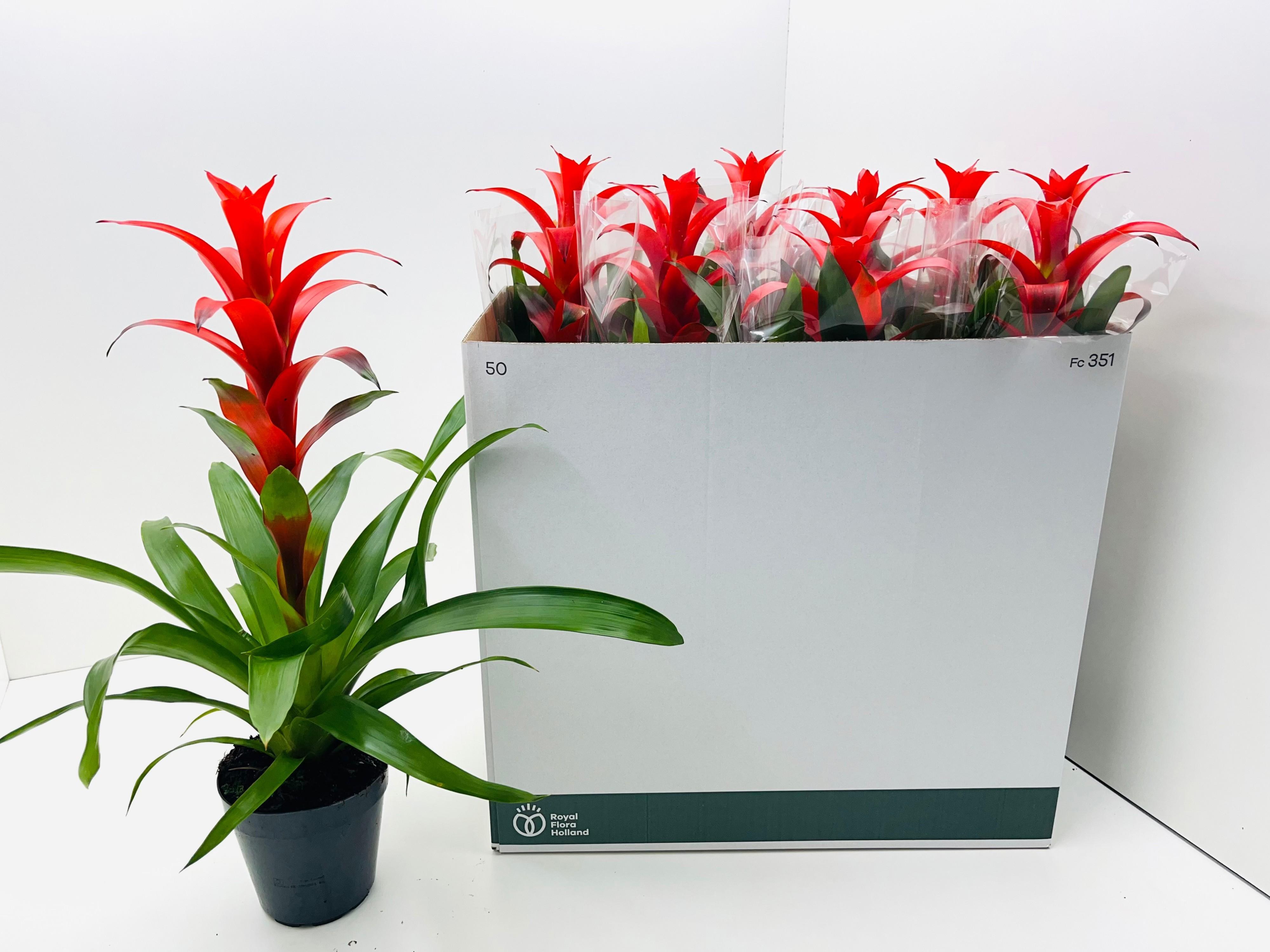 Горшечные цветы и растения оптом Guzm Allura от 8шт из Голландии с доставкой по России