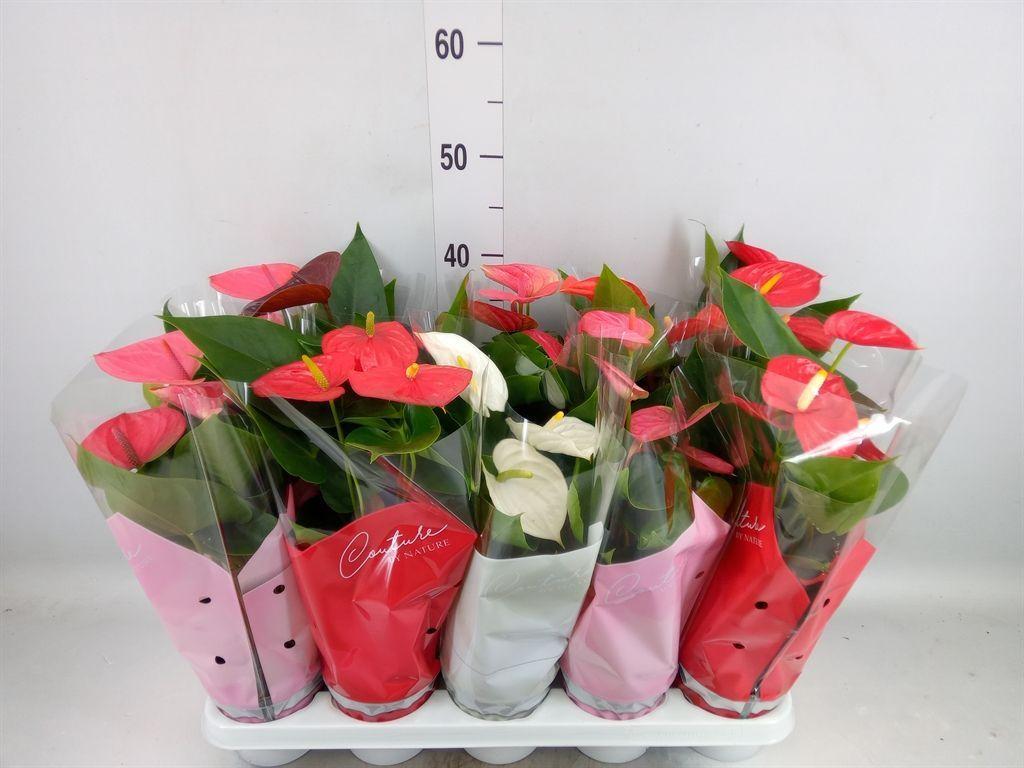 Горшечные цветы и растения оптом Anthurium   ...mix 4 от 10шт из Голландии с доставкой по России