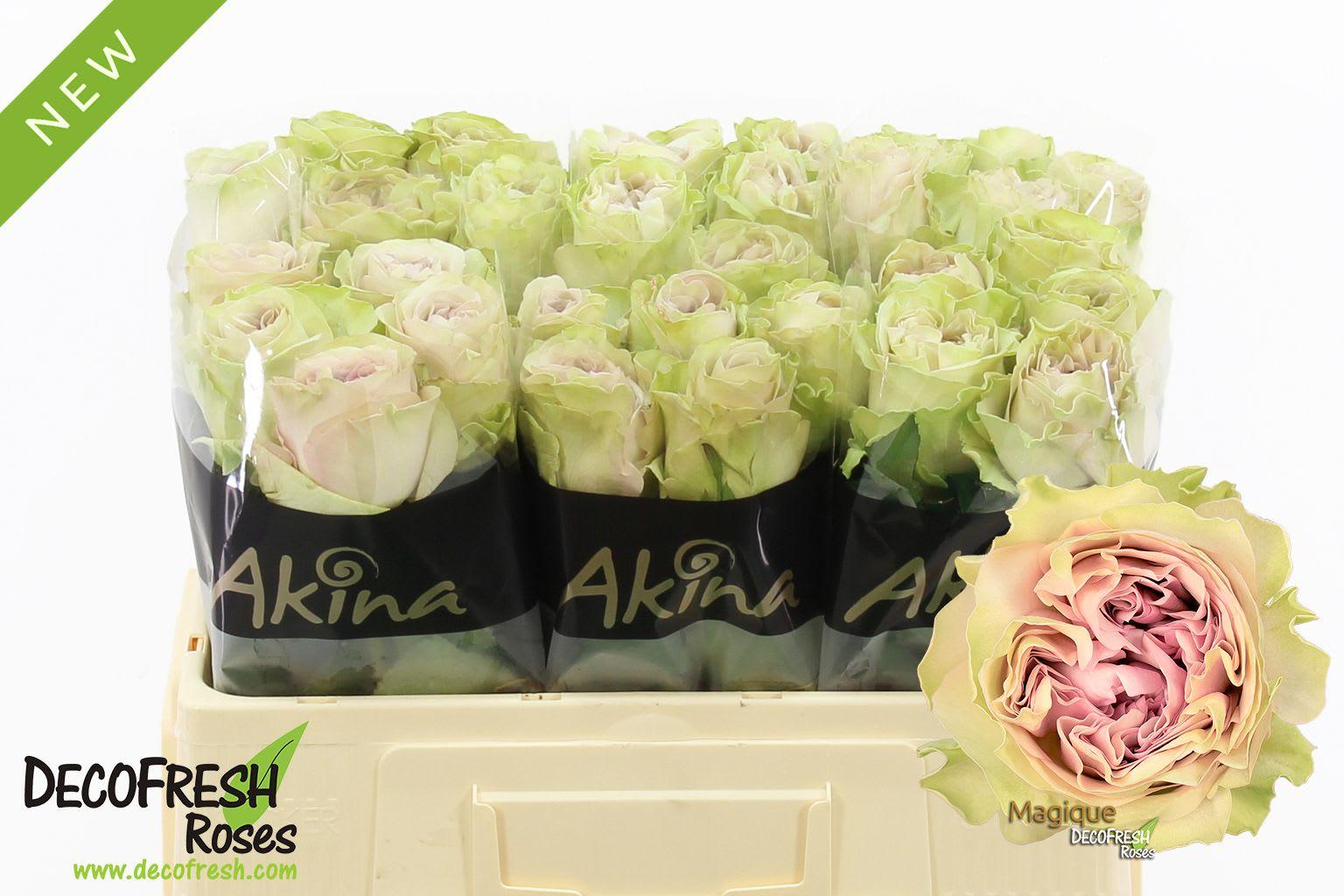 Срезанные цветы оптом Rosa large magique от 40шт из Голландии с доставкой по России