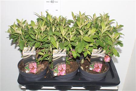 Горшечные цветы и растения оптом Buddlleya Gem Outdoor от 6шт из Голландии с доставкой по России