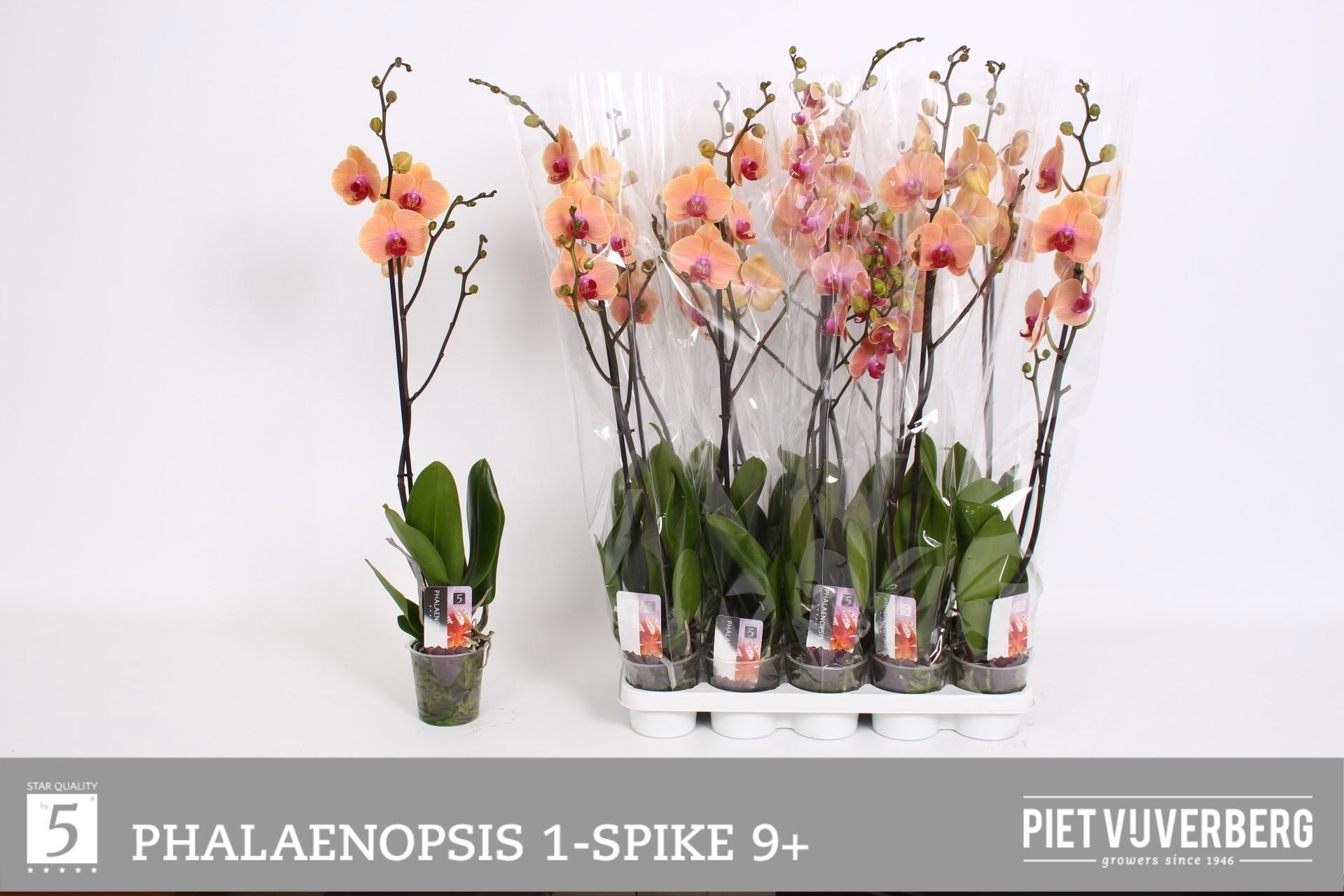 Горшечные цветы и растения оптом Phal Ov Oranje от 10шт из Голландии с доставкой по России