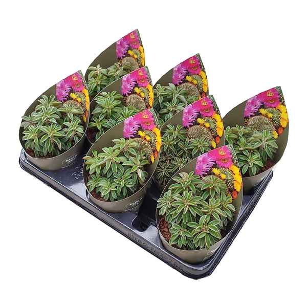 Горшечные цветы и растения оптом Peperomia Dolabriformis Potcover от 8шт из Голландии с доставкой по России