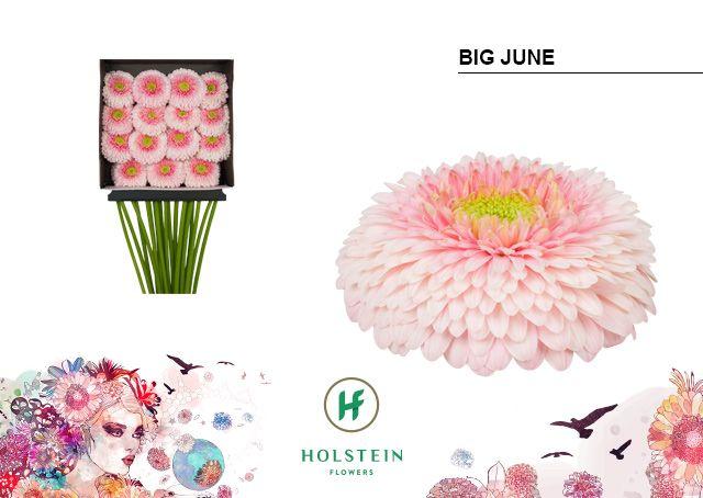Срезанные цветы оптом Gerbera diamond gerponi big june от 15шт из Голландии с доставкой по России
