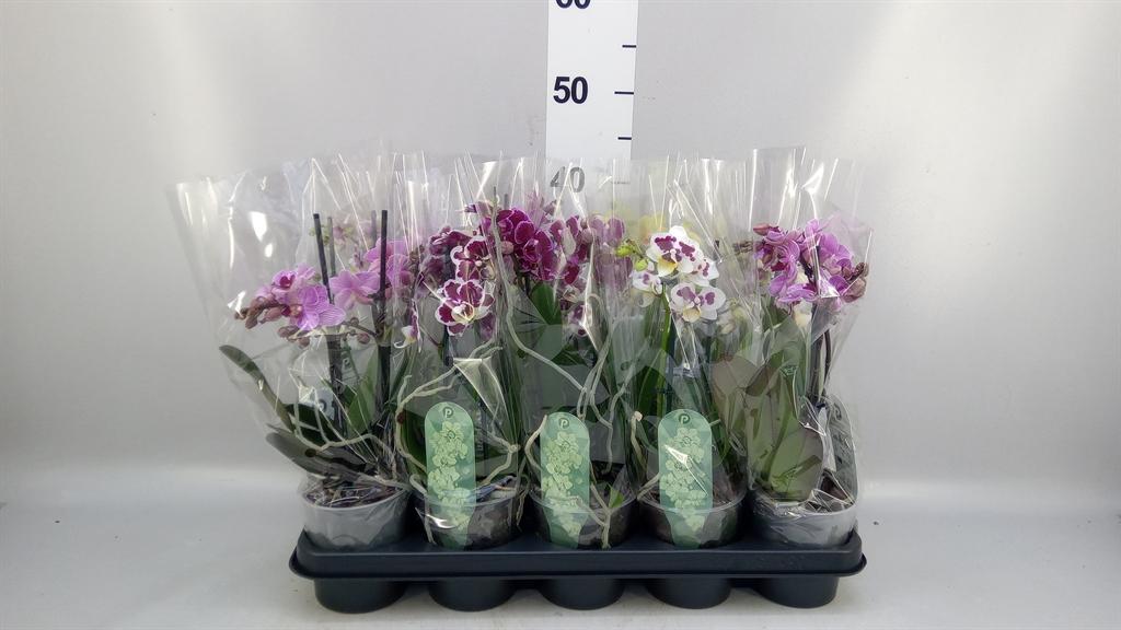 Горшечные цветы и растения оптом Phalaenopsis Multi. ...mix 4 от 10шт из Голландии с доставкой по России