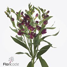 Срезанные цветы оптом Alstroemeria fl charmelia purplex от 60шт из Голландии с доставкой по России