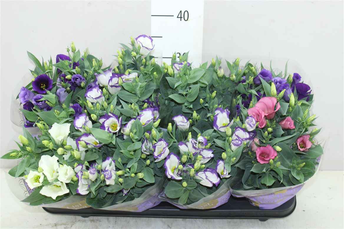 Горшечные цветы и растения оптом Eustoma Ru Carmen Gemengd от 8шт из Голландии с доставкой по России