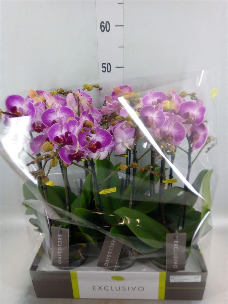 Горшечные цветы и растения оптом Phalaenopsis Multi.   ...rose от 6шт из Голландии с доставкой по России