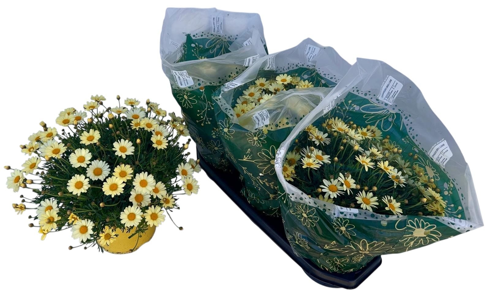 Горшечные цветы и растения оптом Arg Giada от 3шт из Голландии с доставкой по России