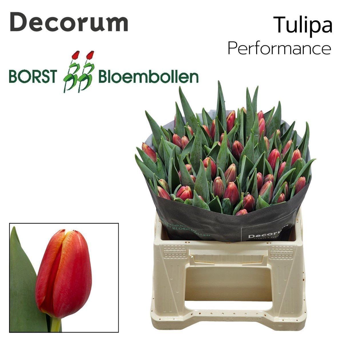 Срезанные цветы оптом Tulipa si performance от 50шт. из Голландии с доставкой по России
