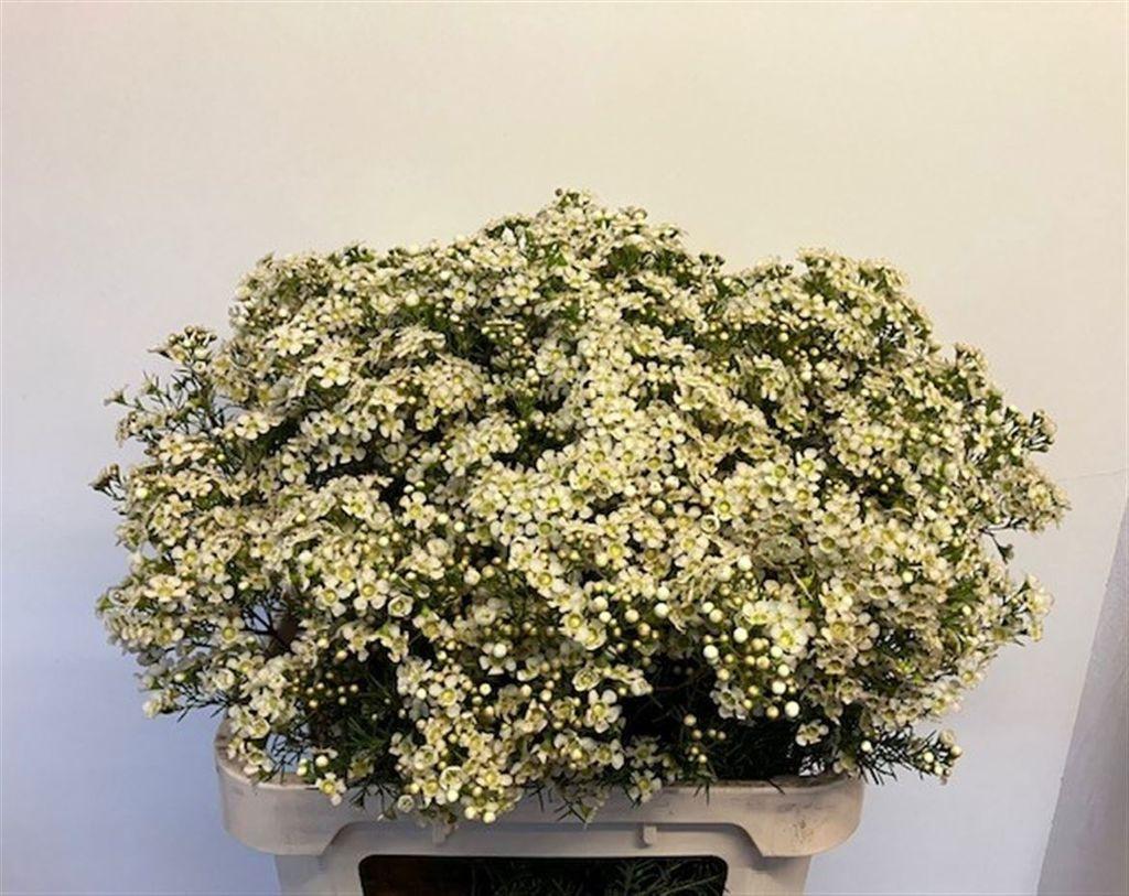 Срезанные цветы оптом Chamelaucium jupiter moon от 25шт из Голландии с доставкой по России