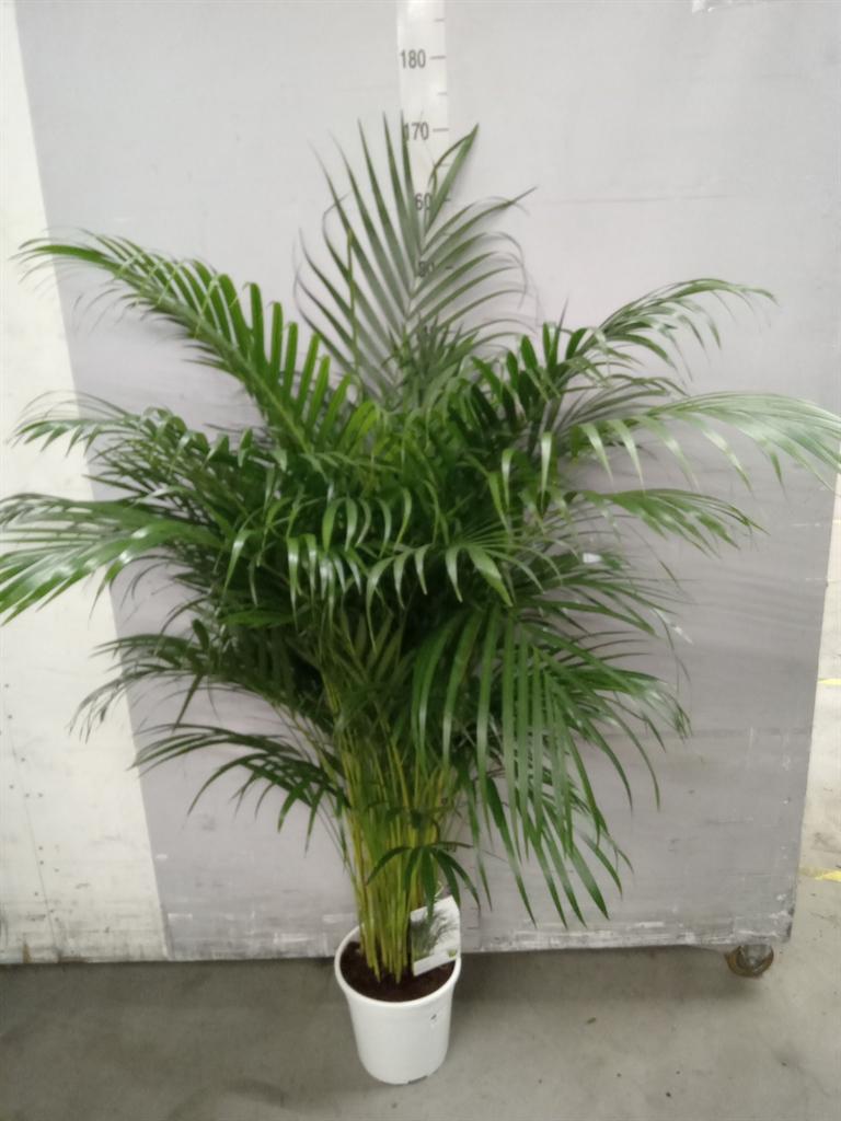 Горшечные цветы и растения оптом Dypsis Lutescens   ...chrysalidoca от 1шт' из Голландии с доставкой по России