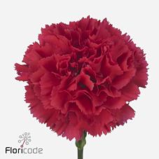 Срезанные цветы оптом Dianthus st bizet от 360шт из Голландии с доставкой по России