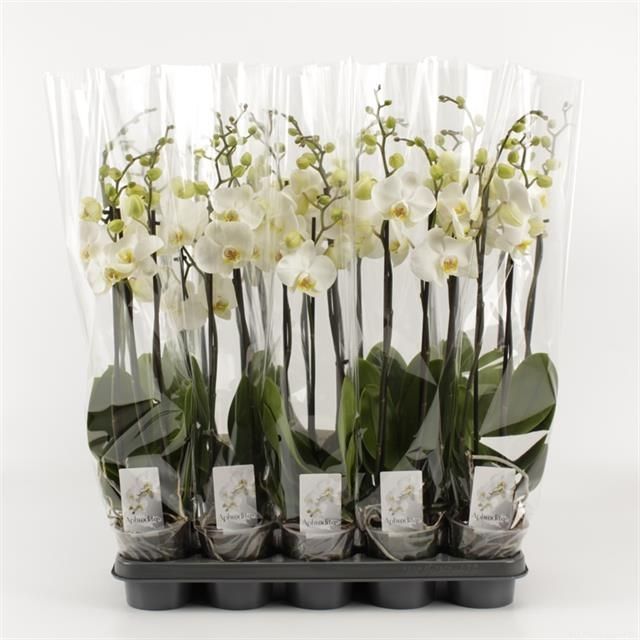 Горшечные цветы и растения оптом Phalaenopsis White от 10шт из Голландии с доставкой по России