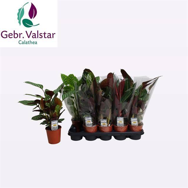 Горшечные цветы и растения оптом Calat Gem 3 Srt от 10шт из Голландии с доставкой по России