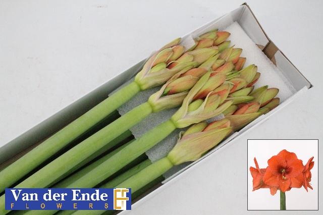 Срезанные цветы оптом Hippeastrum naranja от 12шт из Голландии с доставкой по России