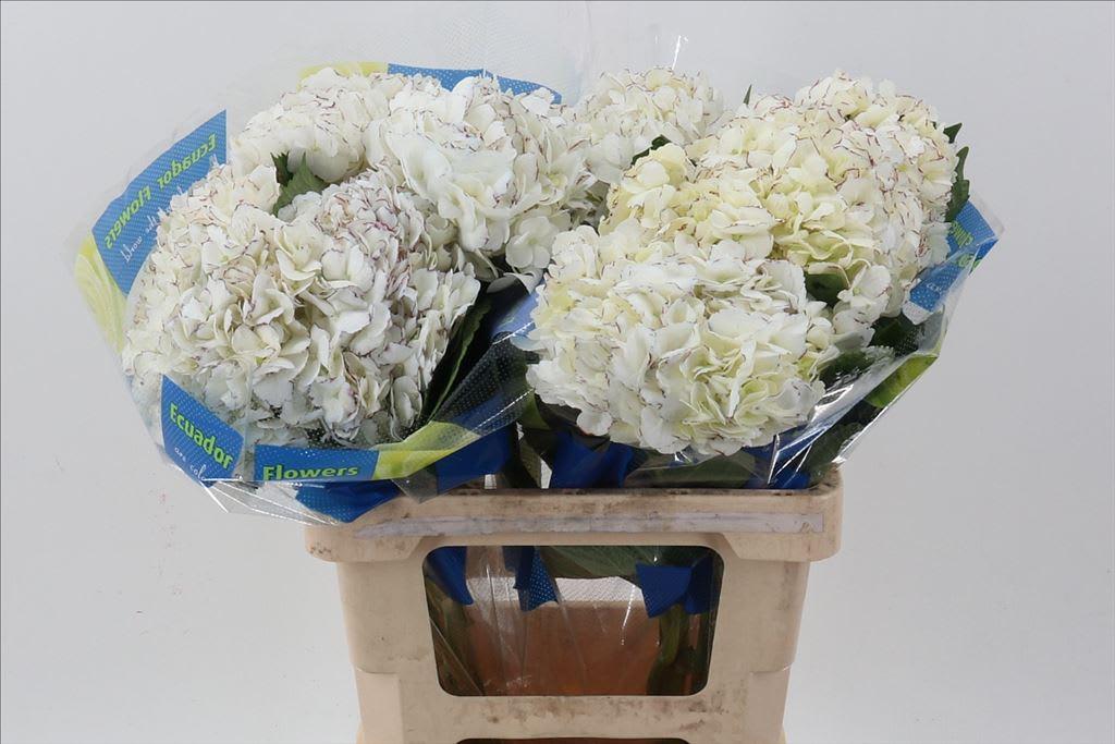 Срезанные цветы оптом Hydrangea truffel от 10шт из Голландии с доставкой по России