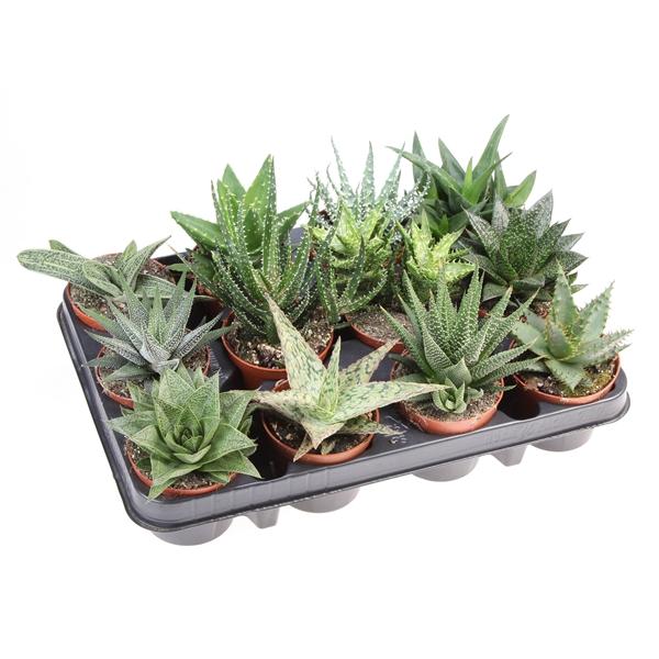 Горшечные цветы и растения оптом Aloe Haworthia Mix от 12шт (для телеги) из Голландии с доставкой по России