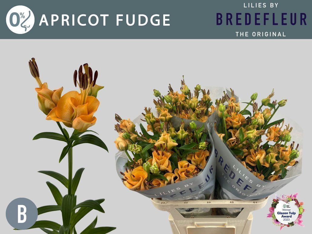 Срезанные цветы оптом Lilium as tigerlily apricot fudge от 40шт. из Голландии с доставкой по России