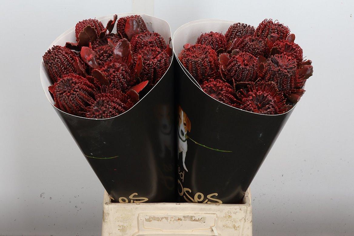 Срезанные цветы оптом Banksia wax aubergine от 20шт из Голландии с доставкой по России Срезанные цветы оптом Banksia wax aubergine от 20шт из Голландии с доставкой по России