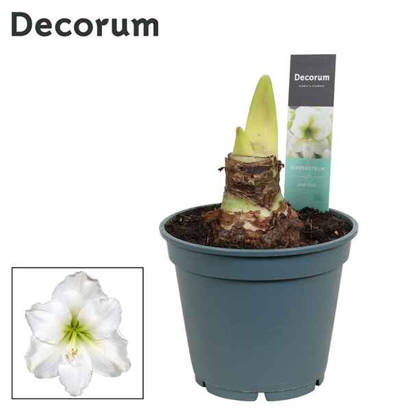 Горшечные цветы и растения оптом Hipp Arctic White 2-3pp (decorum) от 6шт из Голландии с доставкой по России