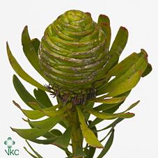 Срезанные цветы оптом Cape green platystar от 30шт из Голландии с доставкой по России