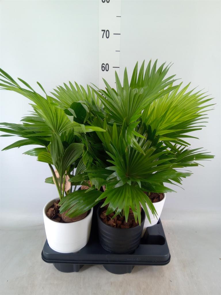 Горшечные цветы и растения оптом Livistona Rotundifolia от 4шт из Голландии с доставкой по России