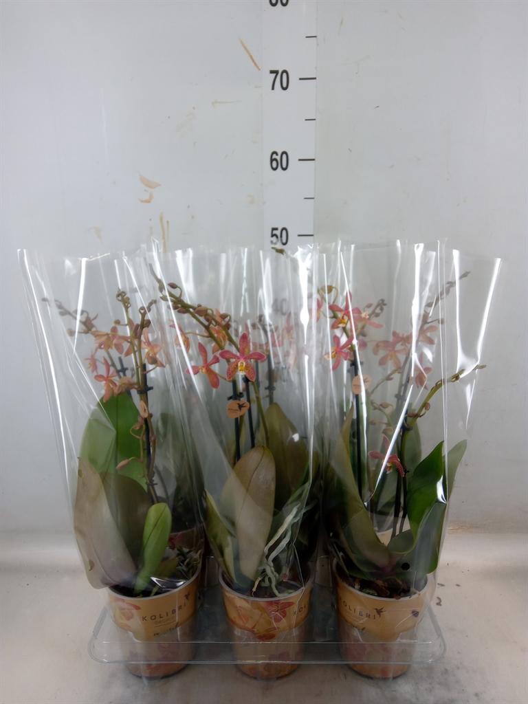 Горшечные цветы и растения оптом Phalaenopsis Multi.   ...orange от 6шт из Голландии с доставкой по России