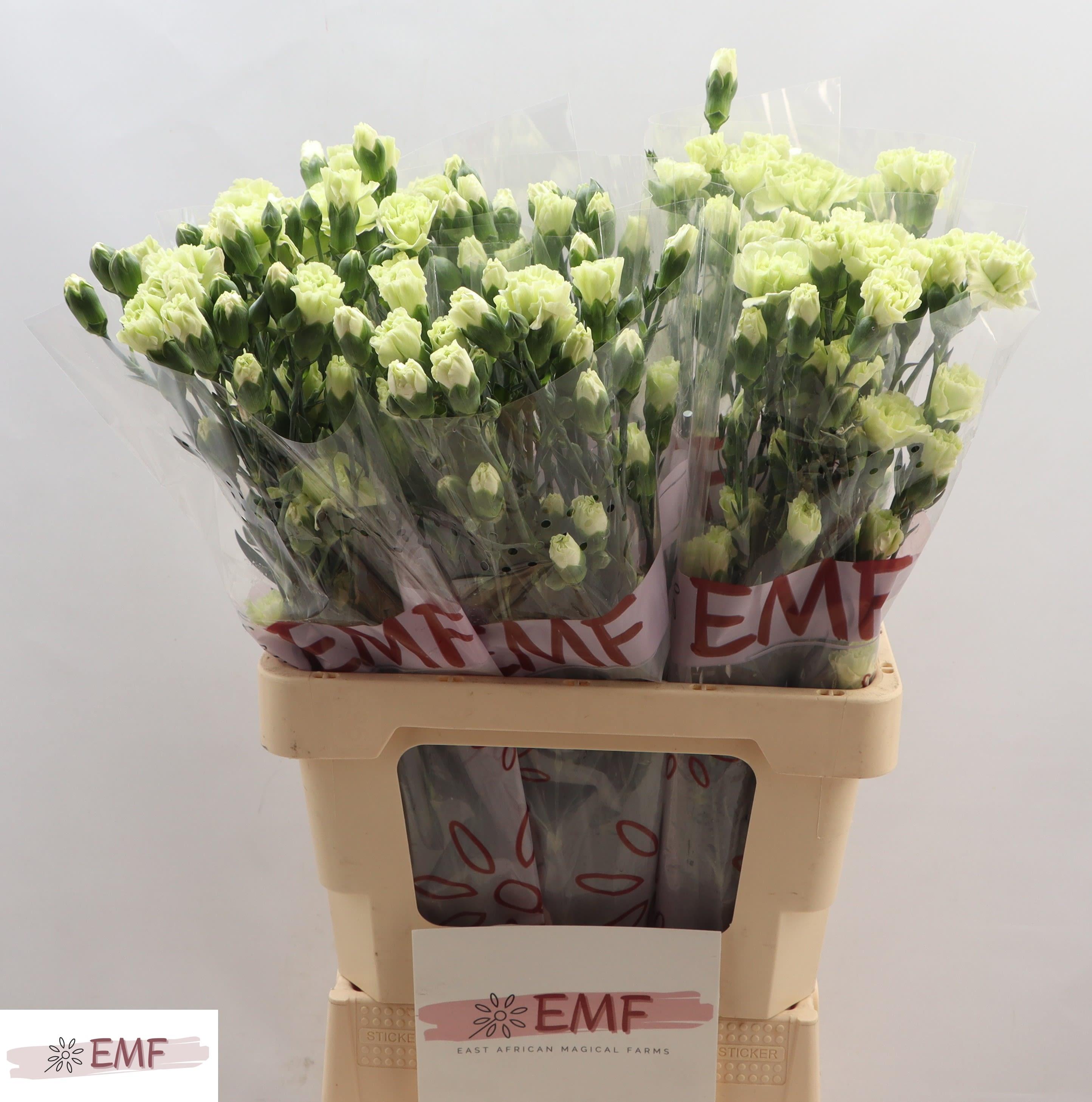 Срезанные цветы оптом Dianthus sp parsley+ от 60шт из Голландии с доставкой по России