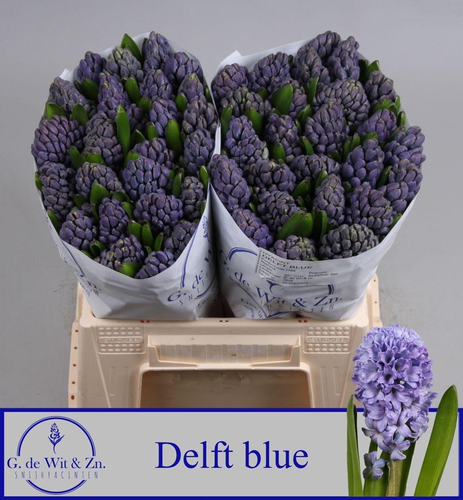 Срезанные цветы оптом Hyacinthus delft blue от 50шт из Голландии с доставкой по России